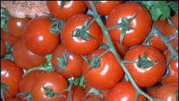 BUSCAN RESCATAR EL TOMATE PLATENSE E INSERTARLO EN EL MERCADO